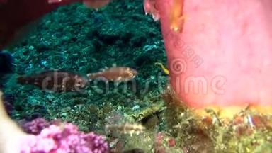 软珊瑚瓷石蟹Lissoporcellananakasonei在软珊瑚Lembeh海峡